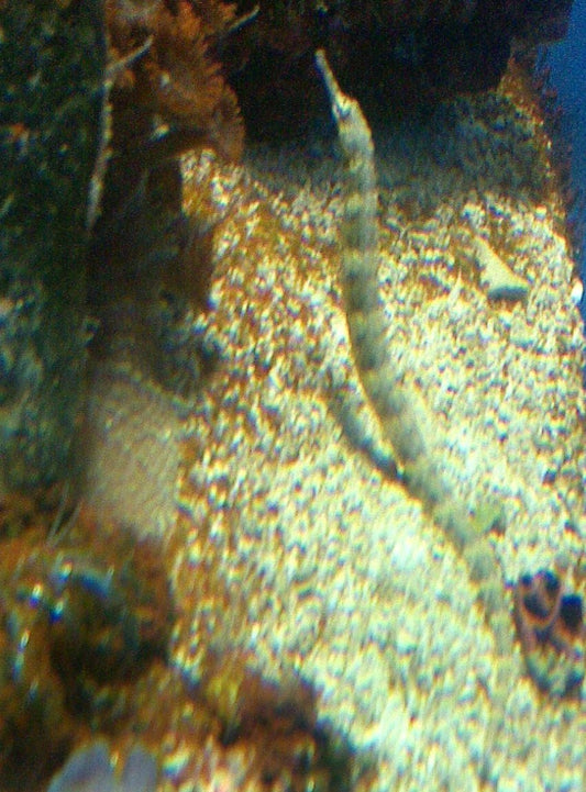 Dragonface Pipefish