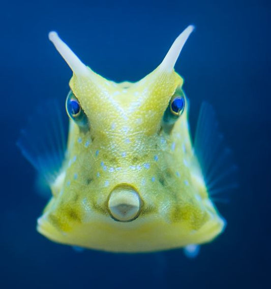 Live 10/8/26 Longhorn Cowfish