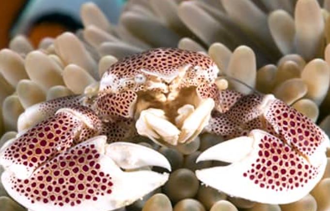 Anemone Crab