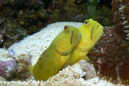 Colored Watchman Goby Aquacultured