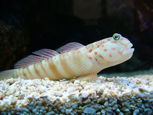 Watchman Pink Spotted Goby