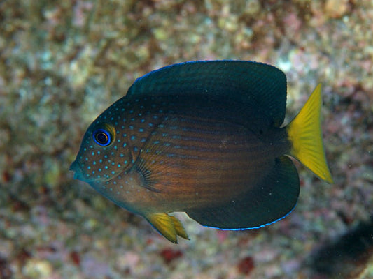Bristletooth Two Spot Tang :: Eastern Asia