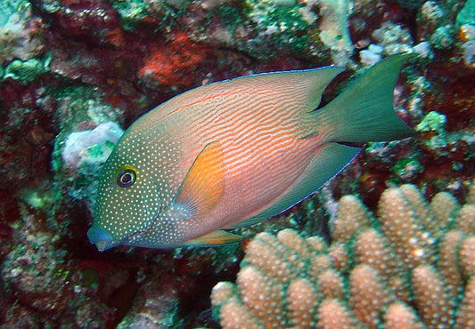 Bristletooth Short-Tail Tang :: Eastern Asia