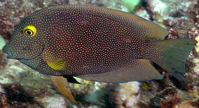 Gold-Ring Spotted Bristletooth Tang