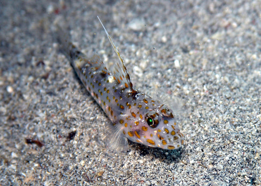 Tangaroa Goby