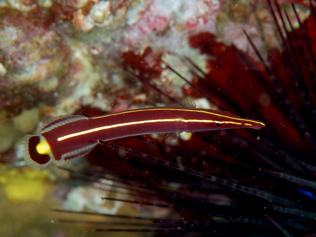 Clingfish Yellow Striped Goby