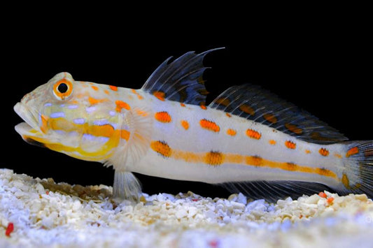 Live 6/18/26 Watchman Diamond Goby