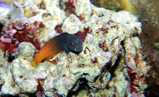 Bicolor Blenny MAC Certified