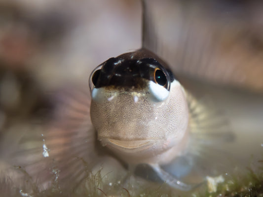 Twinspot Blenny