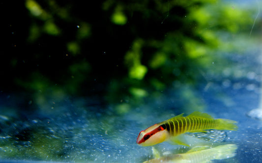 Green Band Goby