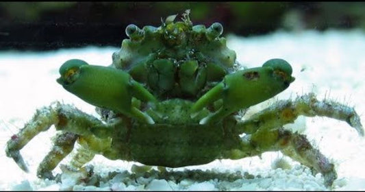 Live 6/18/26 Emerald Crab