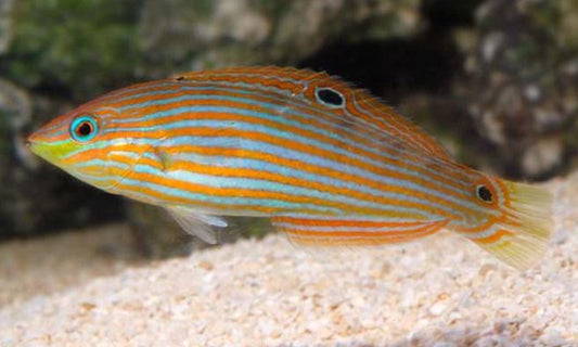 Live 4/18/24 Melanurus Wrasse - Coral's Coral Fish
