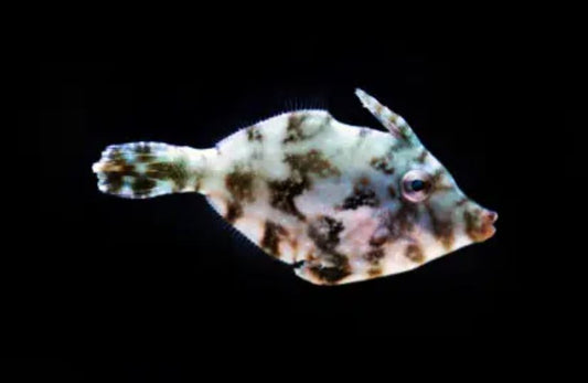 Matted "Aptasia Eating" Leatherjacket Filefish