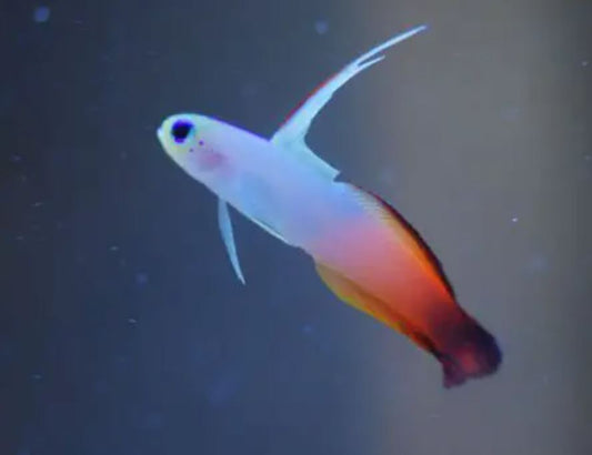 Firefish Goby