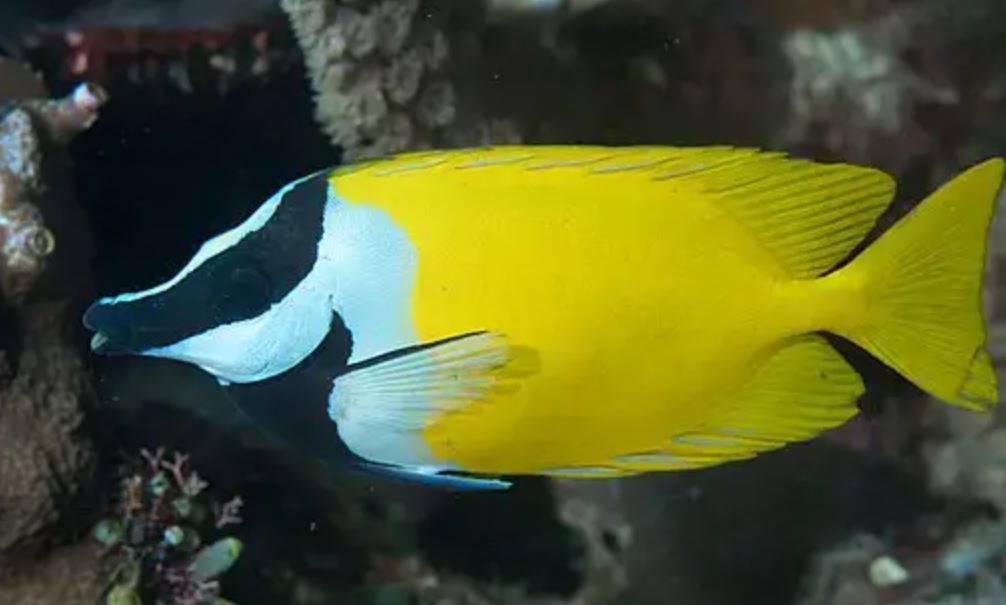 Foxface Rabbitfish