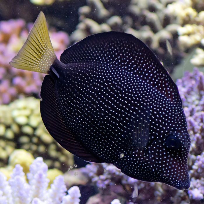 Gem Tang