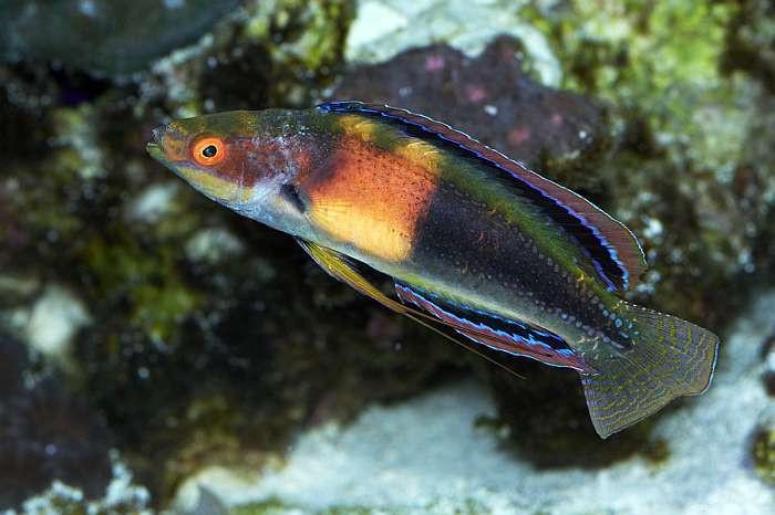 Girdled Fairy Wrasse