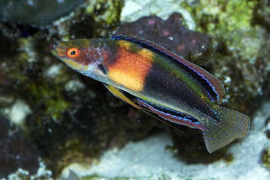 Girdled Fairy Wrasse