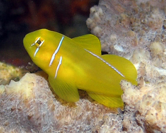 Citron Clown Goby MAC Certified