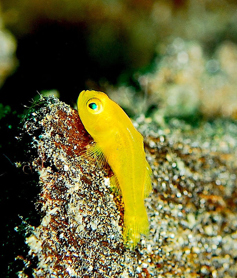 Yellow Clown Goby