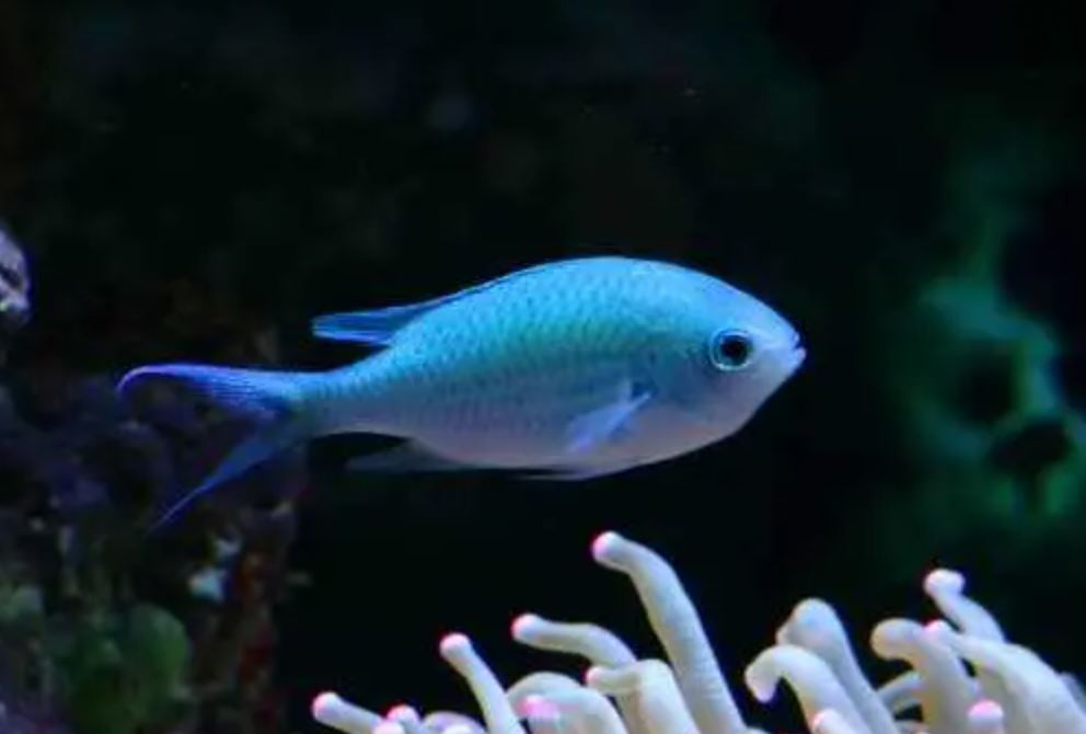 Live 1/8/25 Green Chromis Damsel