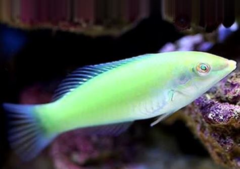 Live 10/8/26 Green Coris Wrasse