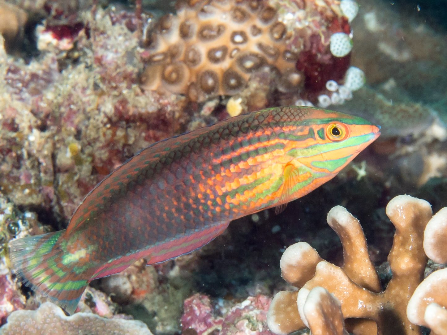 Xmas Fiji Juvenile/Sub-Adult Wrasse MAC Certified