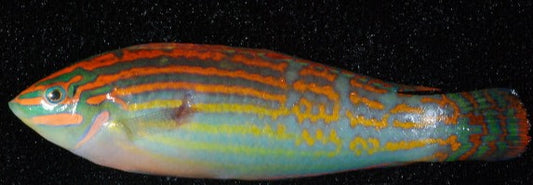Adorned Orange Lined Wrasse