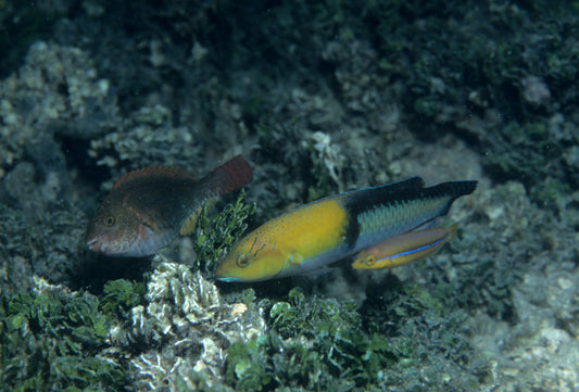 Neon Wrasse