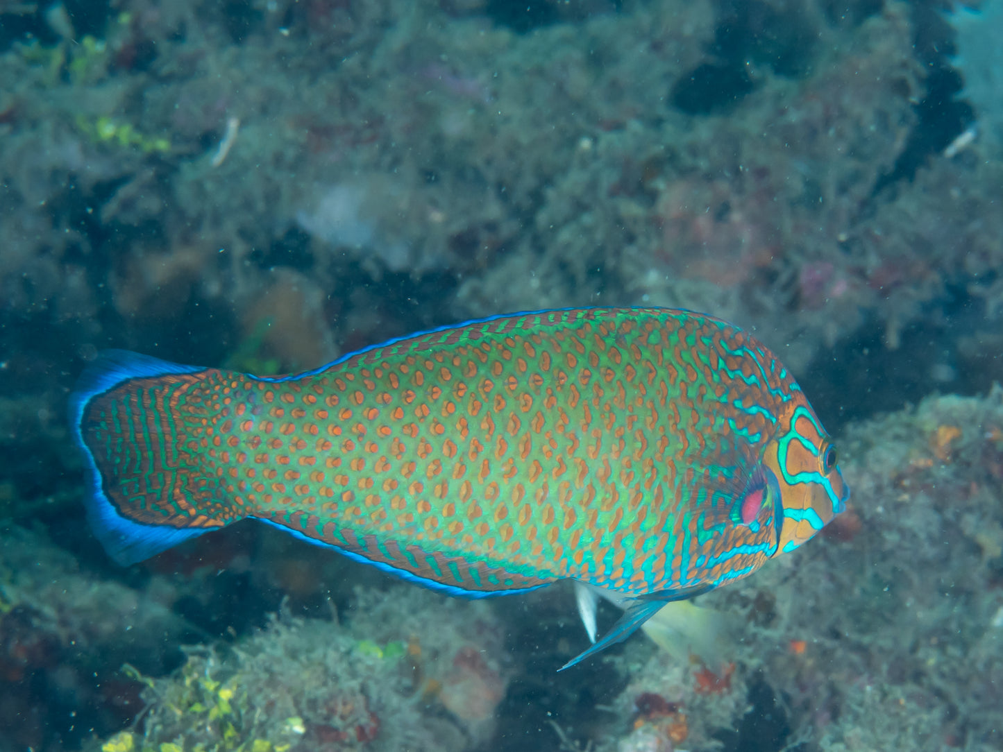 Grey-head Wrasse