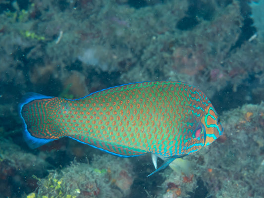 Grey-head Wrasse