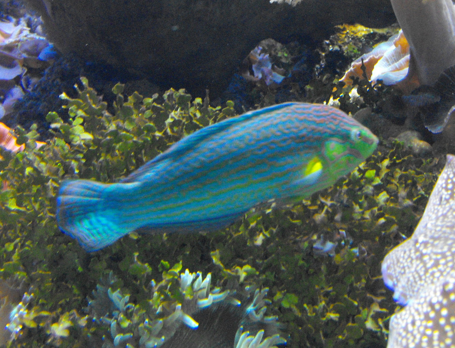 Melanurus Pinstriped Male Tail-spot Wrasse