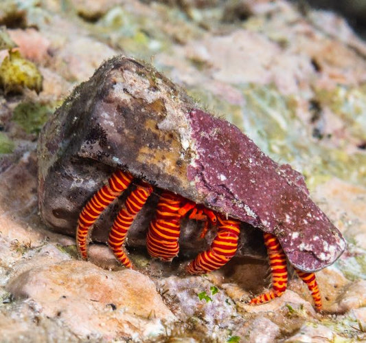 Live 6/18/26 Halloween Hermit Crab