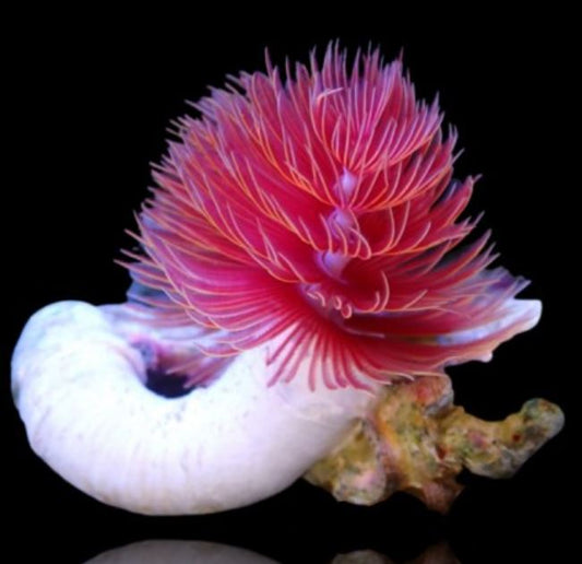 Live 6/18/26 Coco Worm Feather Duster