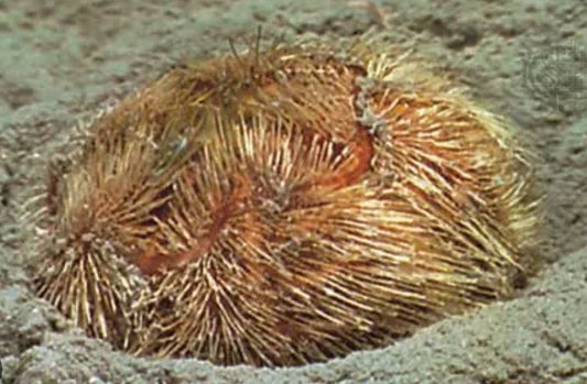 Heart Urchin