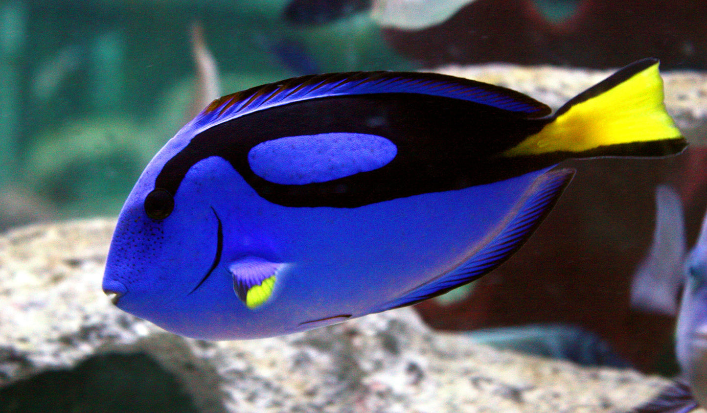 Blue Hippo Tang :: Eastern Asia