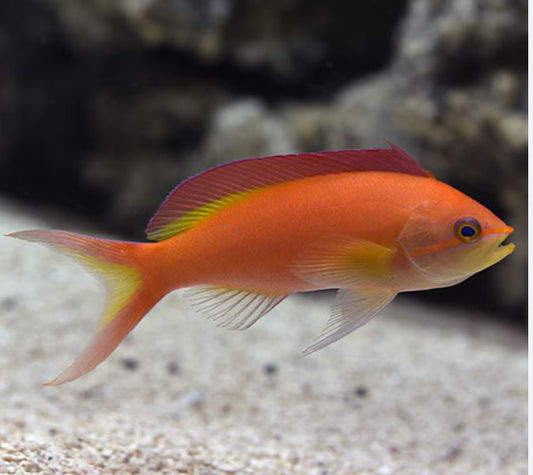 Female Ignitus Flame Anthias