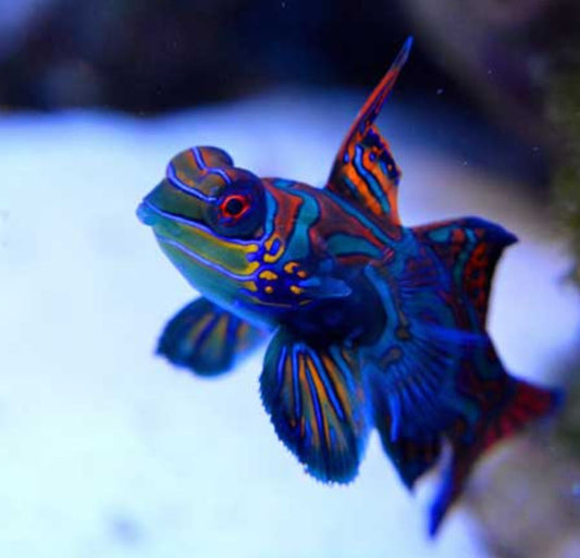 Live 10/8/26 Green Mandarin Dragonet