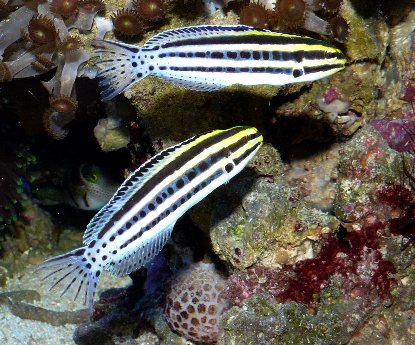 Striped Blenny