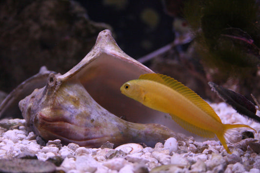 Canary Blenny MAC Certified