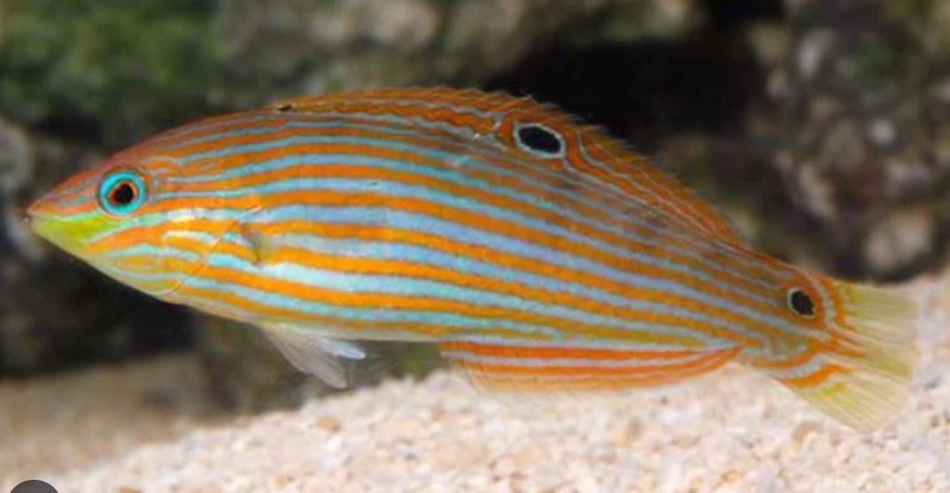 MAC Certified Pinstriped Female Melanurus Wrasse