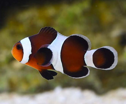 Mocha Clownfish