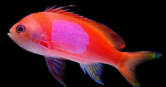 Male Squareback Anthias