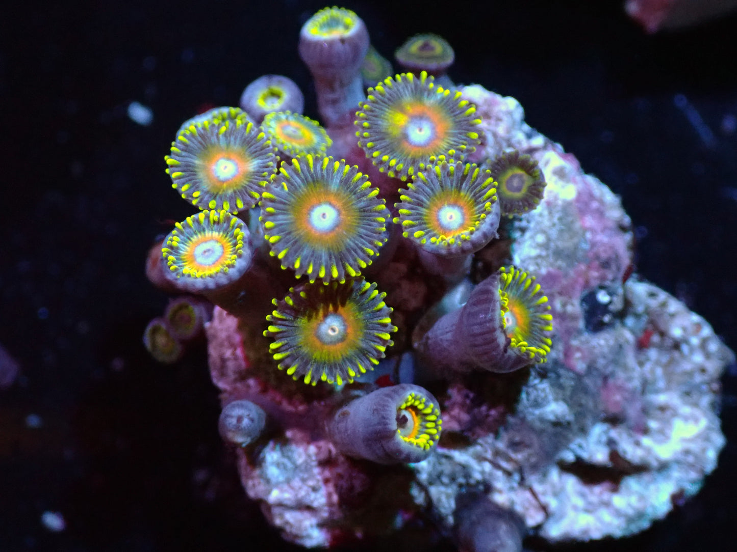 Super Saiyan Zoas Auctions 11/10  ended