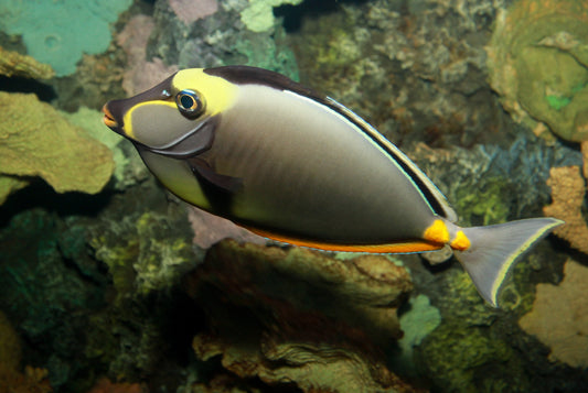 Naso Hawaiian Tang