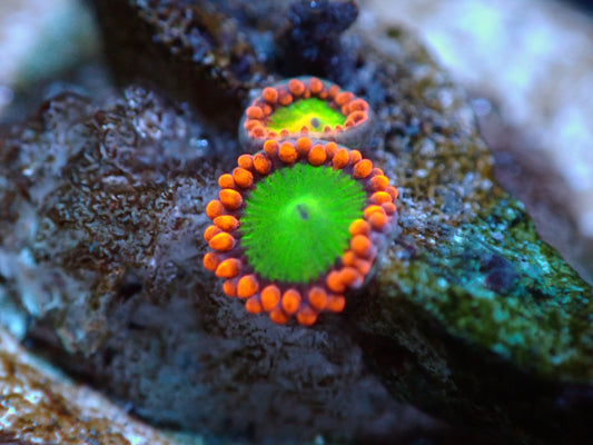 Zoas Auctions 11/15 ended