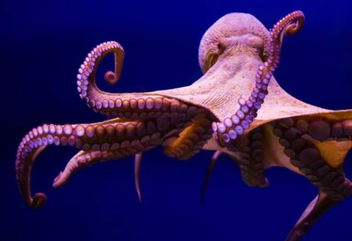 Octopus Abdopus Cephalopods