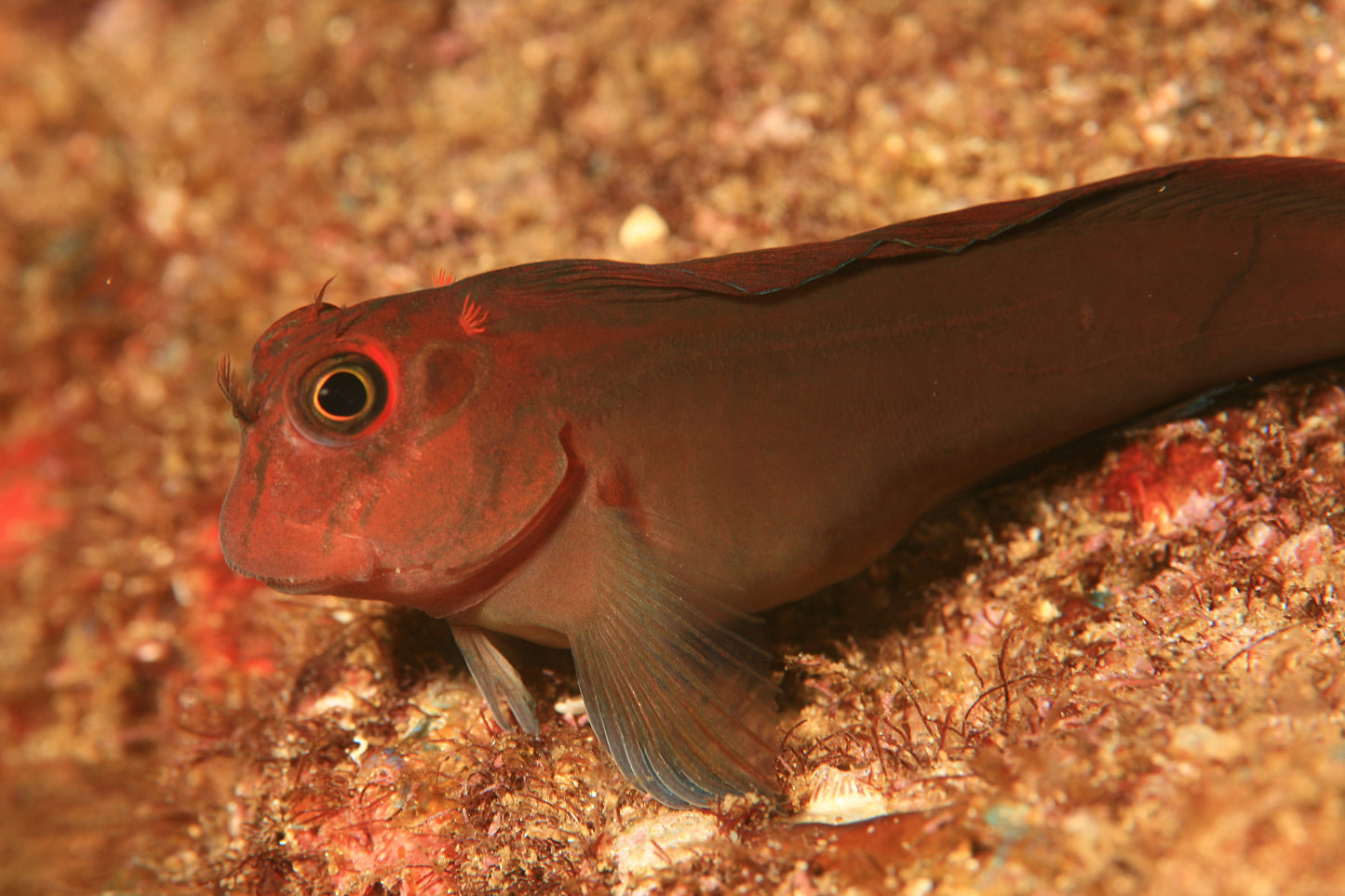 Horseface Blenny