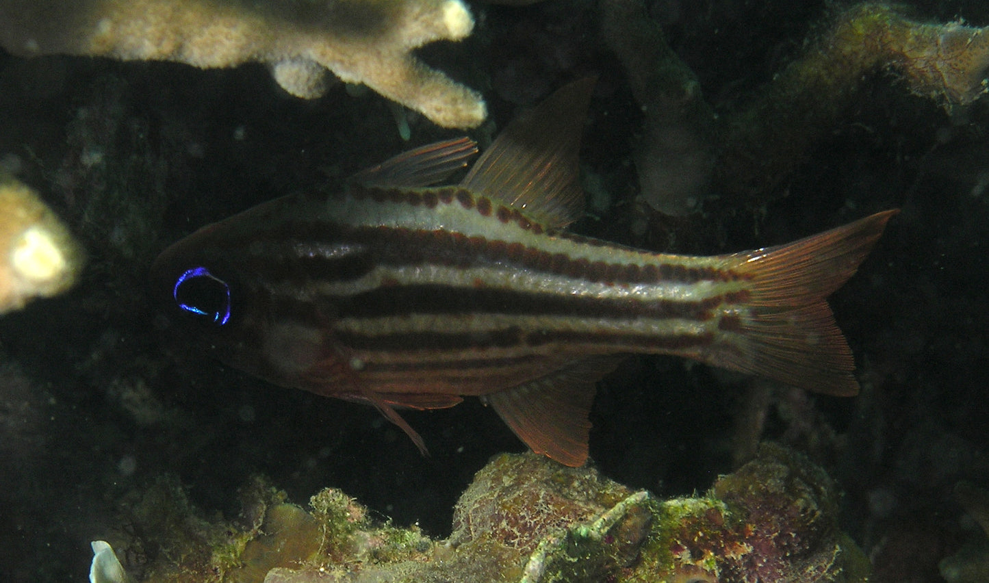 Ochre Striped Cardinal