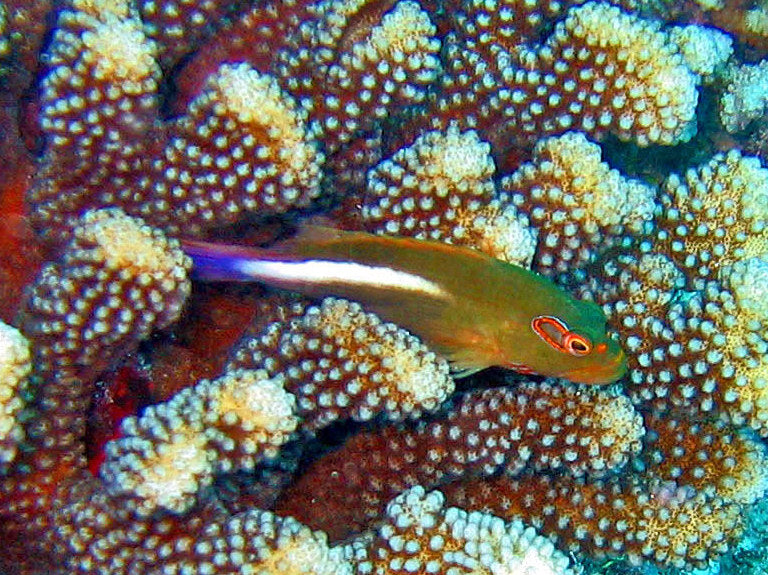 Arc Eye Hawkfish :: Eastern Asia